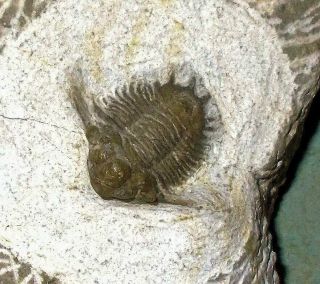 Rare complete 2cm Lobopyge sp; with genal spines: Eifelian,  Laghdad,  Morocco 5