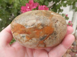 Arizona Dinosaur Coprolite 1.  9 Lbs / Old Petrified Dino Dropping / Az Gps Incl