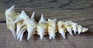 45 Group Lower Nature Modern Great White Shark Tooth (teeth)