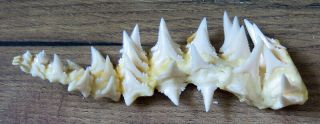 45 Group Lower Nature Modern Great white shark tooth (teeth) 2