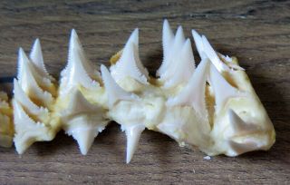 45 Group Lower Nature Modern Great white shark tooth (teeth) 3