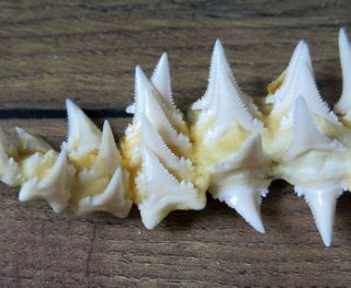 45 Group Lower Nature Modern Great white shark tooth (teeth) 4