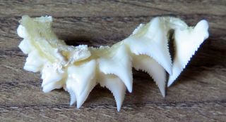 20 Group Upper Nature Modern Great White Shark Tooth (teeth)