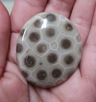 Chocolate Chip Cookie Petoskey Stone Polished Michigan Hexagonaria Art Pocket