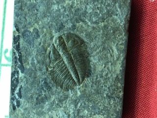 Geological Enterprises Lower Cambrian Trilobite,  Dolerolenus Laevigata China