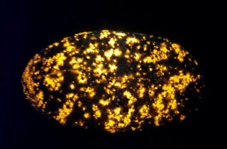Keweenaw Dragon Egg 4.  5 Oz.  / 127.  57g.  Lake Superior Fluorescent Sodalite Mineral