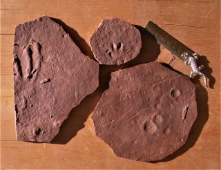 Tambachichnium,  Other Footprint,  Hail Marks.  El Pueblo Early Permian.