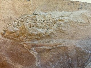 Rare Unknown Fish Fossil From Texas Estate