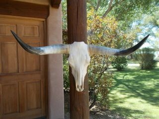 Longhorn Steer Skull 3 Feet 1 " Inch Wide Long Horns Mounted Bull Cow Head Horn