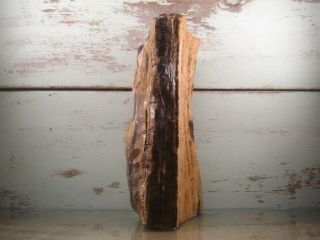 YB Natural Petrified Opalized Wood Fossil Rough Lapidary.  8lbs 2oz {A2aR} 2