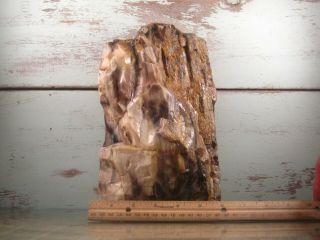 YB Natural Petrified Opalized Wood Fossil Rough Lapidary.  8lbs 2oz {A2aR} 5