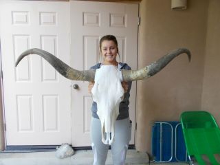 Longhorn Steer Skull 3 Feet 8 Inch Wide Unpolished Horns Mounted Bull Cow Head