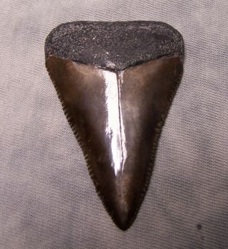 Great White Shark Tooth 2 3/8 " Fossil Teeth Jaw Megalodon Cousin Good Size Sharp