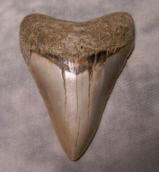 Megalodon Tooth 3 1/4 " Shark Teeth Fossil Jaw Megladon Meg Scuba Diver Xl Tooth