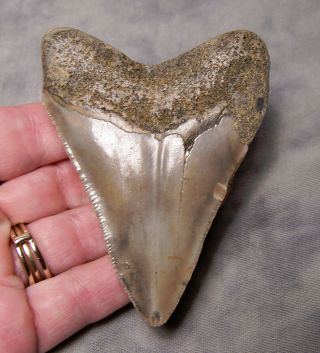 megalodon tooth 3 1/4 