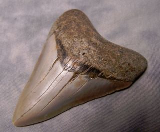 megalodon tooth 3 1/4 