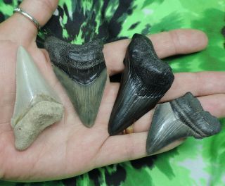 Fossil Sharks Teeth 4 Megalodon Angustidens No Restorations Fossil Sharks Tooth
