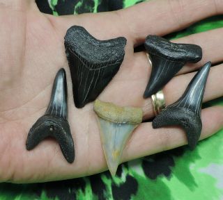 Fossil Sharks Teeth 5 Megalodon Mako No Restorations Fossil Sharks Tooth Teeth
