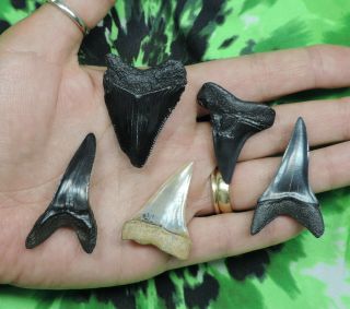 Fossil Sharks Teeth 5 Megalodon Mako NO RESTORATIONS fossil sharks tooth teeth 2
