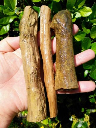 Three (3) Bruneau Wood Pile Idaho Petrified Wood Round Limbs Knots Bark 1.  25lb