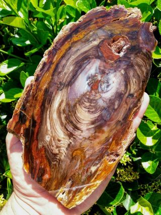 Big Round Petrified Wood Slab Red Blue Agate Hubbard Basin Nv Rings Bark 11oz