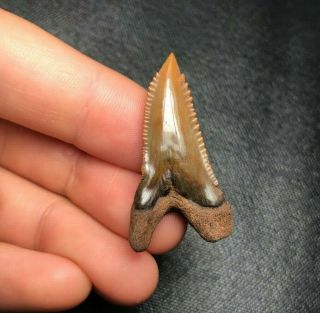 Rare 1.  51 " Red Site Hemipristis Serra Shark Tooth Teeth Fossil Sharks Necklace