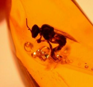 Extinct Stingless Bee With 3 Winged Ants In Authentic Dominican Amber Fossil