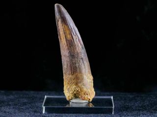 2.  8 In Spinosaurus Tooth Fossil Cretaceous Dinosaur Morocco And Stand