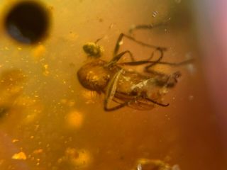 strange rove beetle&fly Burmite Myanmar Burmese Amber insect fossil dinosaur age 3