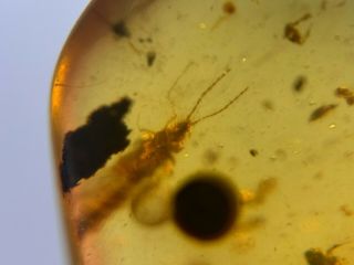 strange rove beetle&fly Burmite Myanmar Burmese Amber insect fossil dinosaur age 4