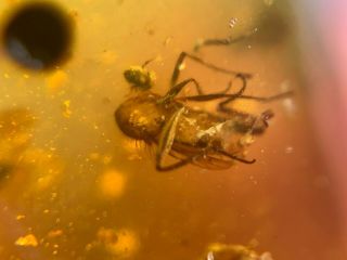 strange rove beetle&fly Burmite Myanmar Burmese Amber insect fossil dinosaur age 7