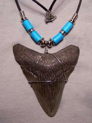 2 3/4 " Megalodon Shark Tooth Teeth Necklace Huge Fossil Jaw Meg Jewelry Diver