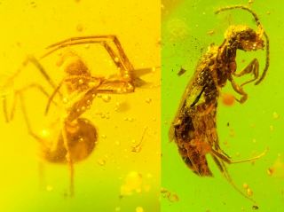 S71 - Spider&hymenoptera In Fossil Burmite Insect Amber Cretaceous Dinosaur Age