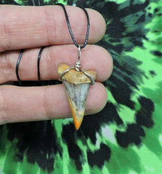 Mako Sharks Tooth Necklace 1 3/16  Pendant Sharks Tooth Teeth Jewelry