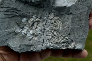 Small Heteromorph Ammonite Fossil Mortality Plate Aptian Bulgaria A28