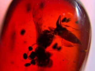 Wasp Hornet In Red Blood Amber Burmite Myanmar Amber Insect Fossil Dinosaur Age