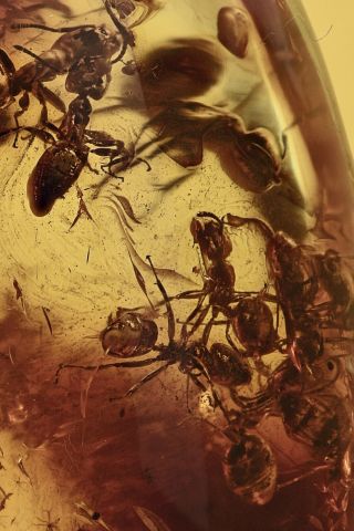 Swarm Of 20 Ants Formicidae Inclusion Baltic Amber 3.  2g,  Hq Pic 190801