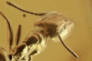 Ant Formicidae Fossil Inclusion Baltic Amber 190626 - 92,  Img
