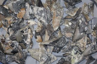 Bulk Megalodon Teeth 3/4 Shards (uncleaned And By The Pound)