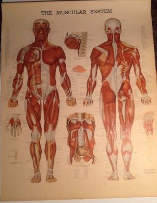 The Muscular System Anatomical Chart Co.  - 1960s Bachin Chart