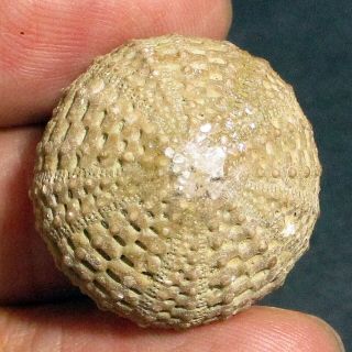 22mm Brown Gray White Natural Indonesia Echinoid Fossil Sea Urchin Jurassic Age