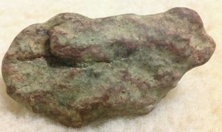 Petrified Craw Fish Or Lobster Fossil From Oregon Take A Look