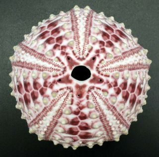 Rarely Seen,  Sensational Arbacia Stellata 49.  8 Mm Mexico Sea Urchin