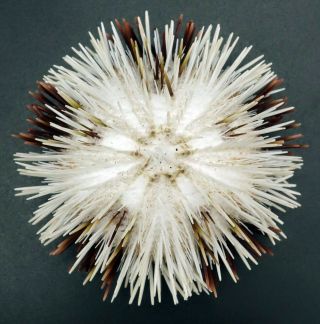 Pseudoboletia Maculata 64.  5 Mm Sea Urchin Australia