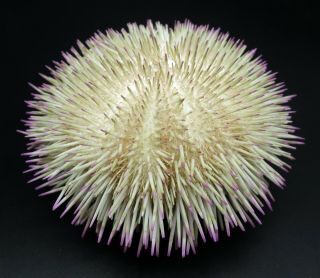 Incredible Pink - Tipped Spines: Pseudoboletia Indiana 83 Mm Australia Sea Urchin