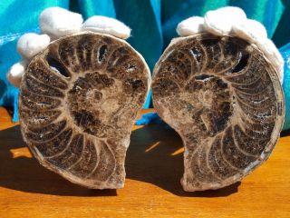 Large Polished Rare Reticulated Ammonite Fossil Pair From Old Stock