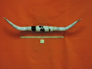 Mounted Steer Horns 5 Ft 0 In Huge Big Bull Horns Cow Texas Longhorn 3371