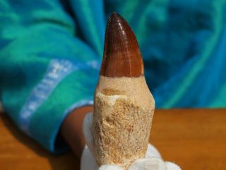 Large Authentic Mosasaur Dinosaur Tooth Fossil With Full Root Matrix 3.  3 " Inches