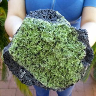 Large 6 3/4 Inch Gem Peridot Crystals With Chromium Diopside In Basalt