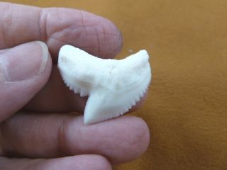 (s5 - H) 1 - 3/16 " White Tiger Shark Tooth To Be Wired As A Pendant Teeth Jewelry